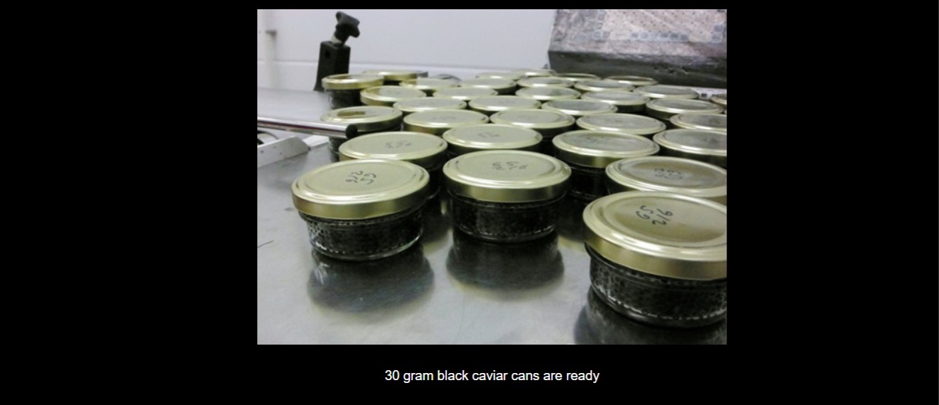 Thai Sturgeon Farm BelgianLuxembourg/Thai Chamber of Commerce